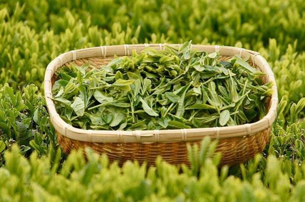 想做評(píng)茶師？那你應(yīng)該來石家莊聞達(dá)職業(yè)技能培訓(xùn)學(xué)校學(xué)學(xué)了
